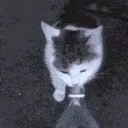 catwater