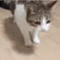 VC_gattocade