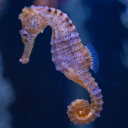 seahorse Discord emoji