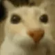 default_cat