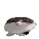 cat_bounceBall