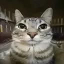 Rinbeti