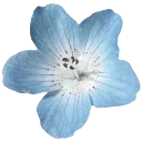 light_blue_flower