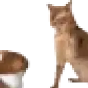 catslap
