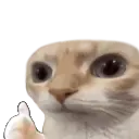 huhcat_thumbs_up