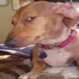 DogSus