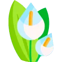 BlossomLily