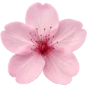 6987pinksakuraflower