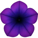 103812purplevioletflower