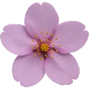 832263purplesakuraflower