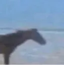 horse7butbacwards