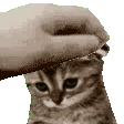 :pet_sadcat: