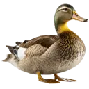 lucky_duck