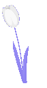 Four white tulips with light purple stems arranged in a horizontal row.