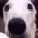 scareddog