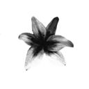 Lily flower with monochrome petals in a grayscale color palette.