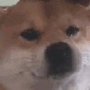 doge_sad animated Discord emote from Lovescape