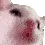 jah