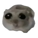 sadhamster
