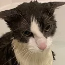 moggycat