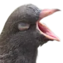 pigeonAAAAHHHHH pigeonAAAAHHHHH