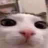 plink