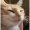 grincat2