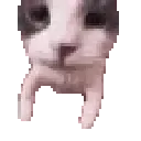 catkiss