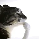 Pondering