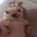 Caracoles