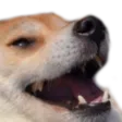 dog_kek