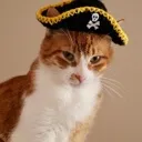 piratecat