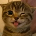 cat_wink