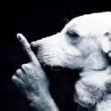 Shhhhh Shhhhh