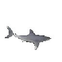 goofus_shark