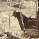 chickenswing