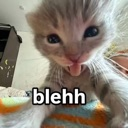 bleh_cat Discord Emoji | ⏤͟͟͞͞★𝓛𝓮𝓸'𝓼 hangout⏤͟͟͞͞☆