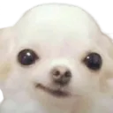 pupSMUG pupSMUG
