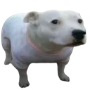 pupERM
