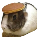 bunSQUISH2