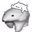 bearBongo