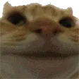 catNope