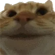 catYep