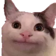 politeCat