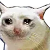 sadcat