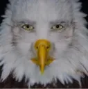 maneagle