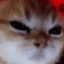 gatito_enojado