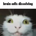 :anhenhmaopnv0gre7jst9ov2g1: