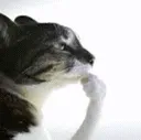 cat_idkhowtoanimate