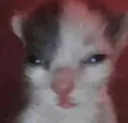wtf